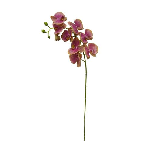 Haste de Orquídea Phalaenopsis Brilliance 95cm