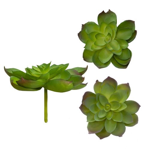 Echeveria Mista em plástico Brilliance Dia 10cm verde Echeveria Mista em plástico Brilliance Dia 10cm verde