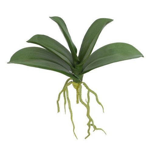 Folha de Orquídea Phalaenopsis com raiz Brilliance 25cm Folha de Orquídea Phalaenopsis com raiz Brilliance 25cm