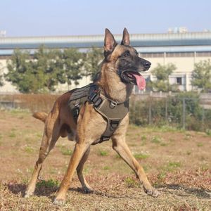 image-97006c18ad6a4db3aac1f8ed29cf80a7 image-97006c18ad6a4db3aac1f8ed29cf80a7